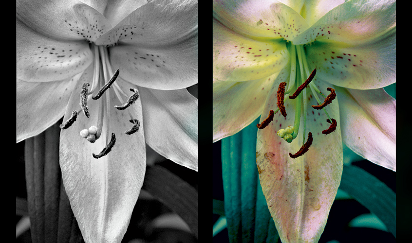 Пик оплодотворения цветка