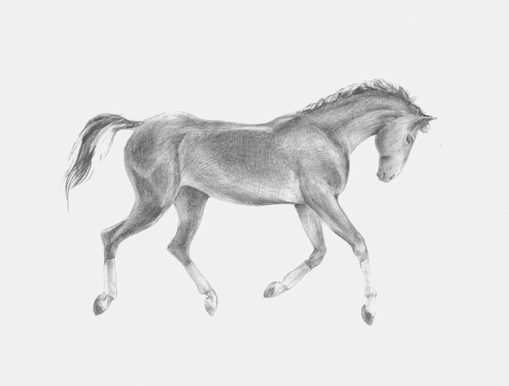 Конь Параграф