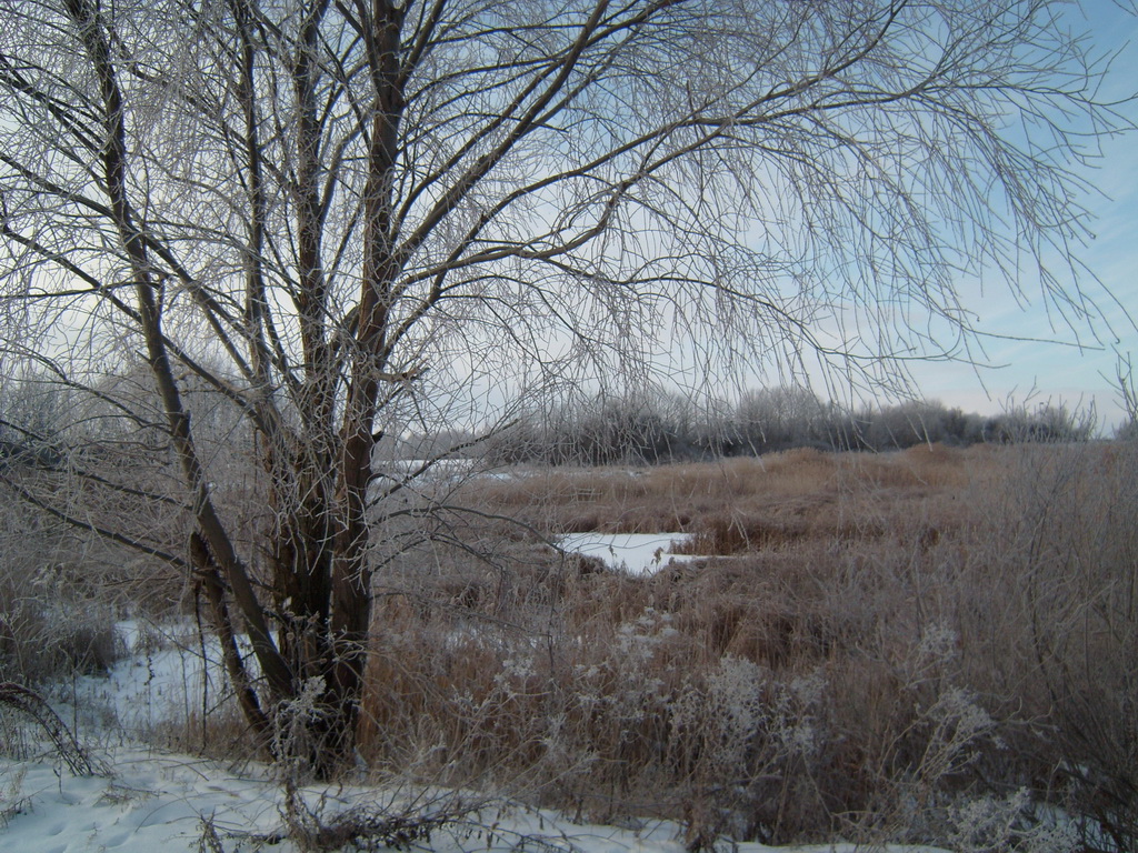 Камыш на болоте