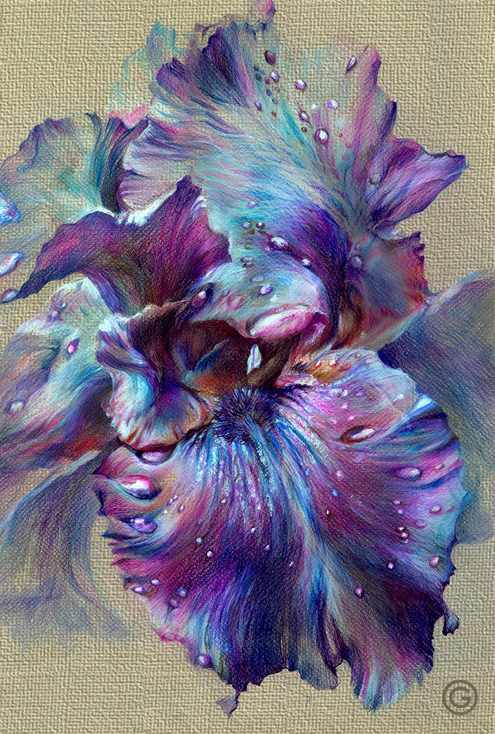 " Iris " - "Ирис" 