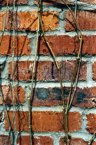 Фотосерия "Стены"