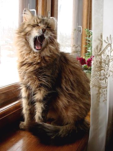 "Песенка о глупеньком мышонке"