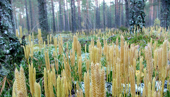 из "красной" книги...