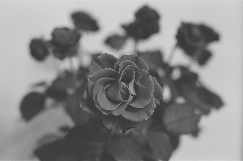 Из серии "Зимние цветы"