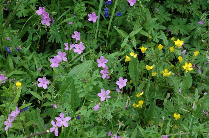 Лесные цветы