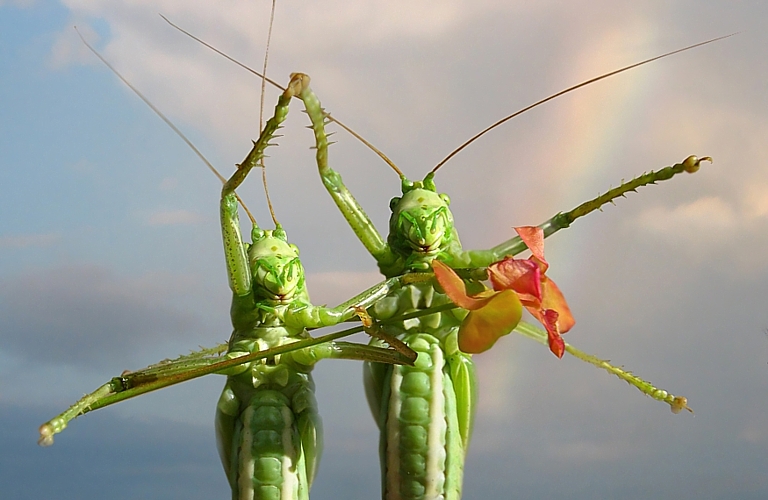 Мир Май Труд !