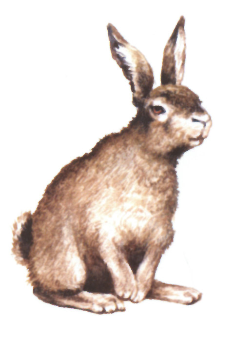 акварель "заяц"