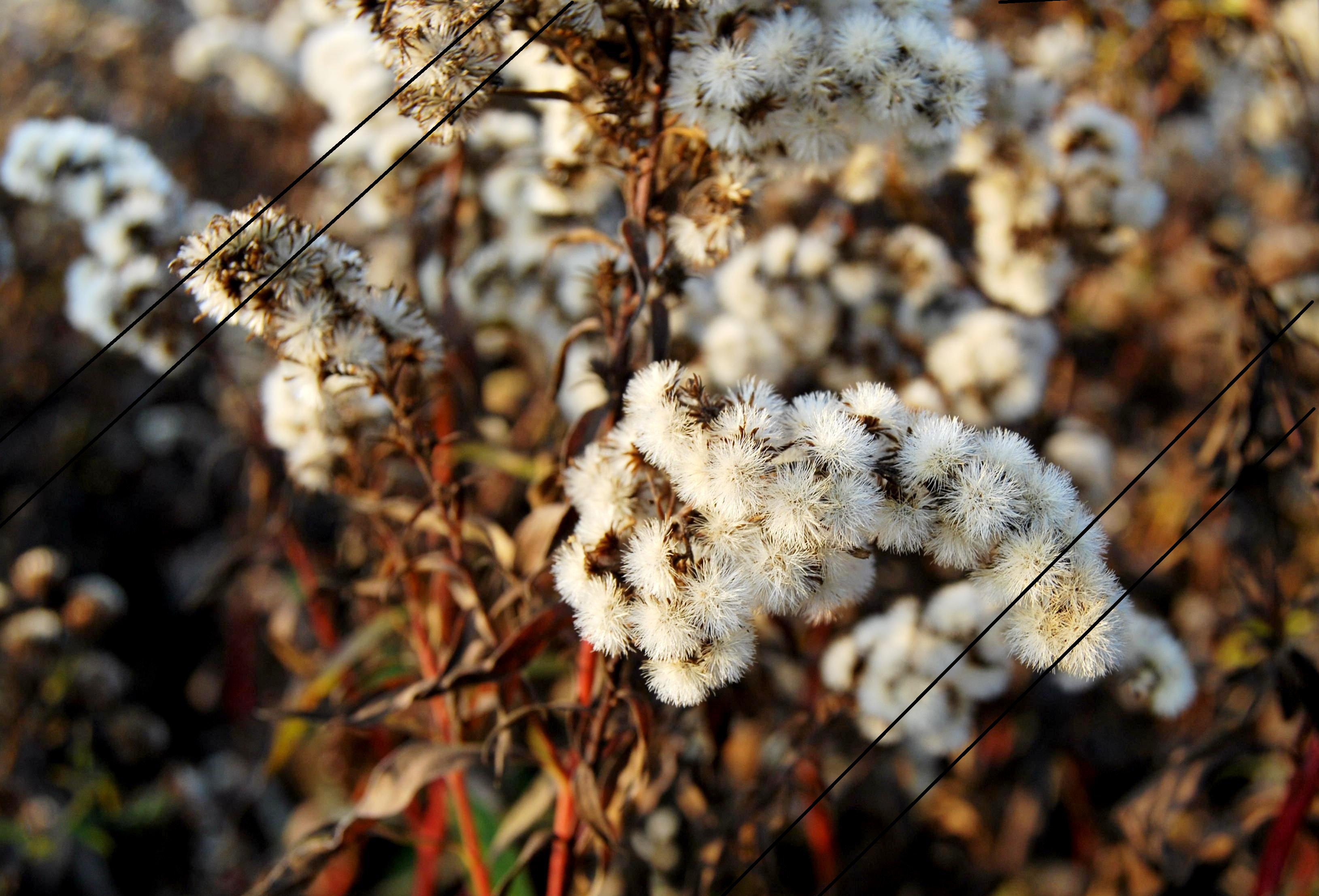 Без названия