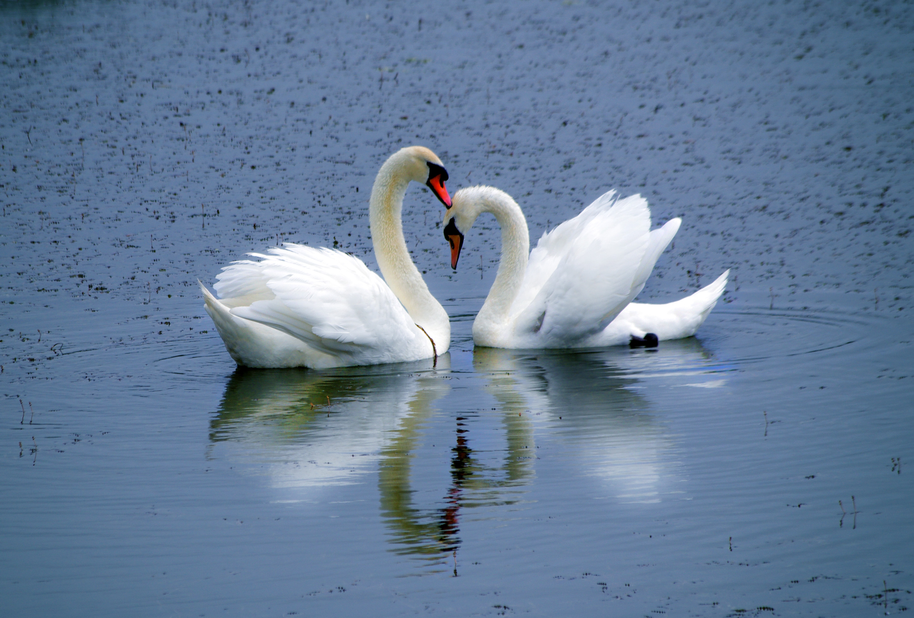 пара лебедей