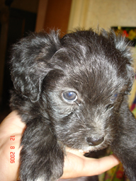 Лапонькины детки