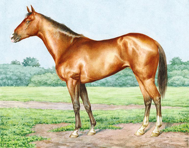 Акварель "Лошадь англ. ч."