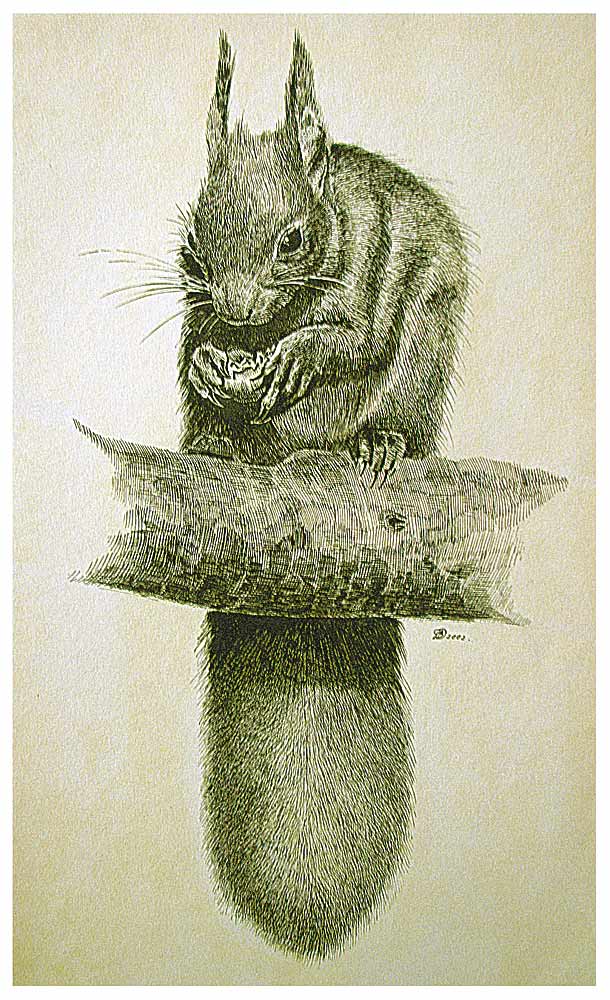 Белка. Туш, перо