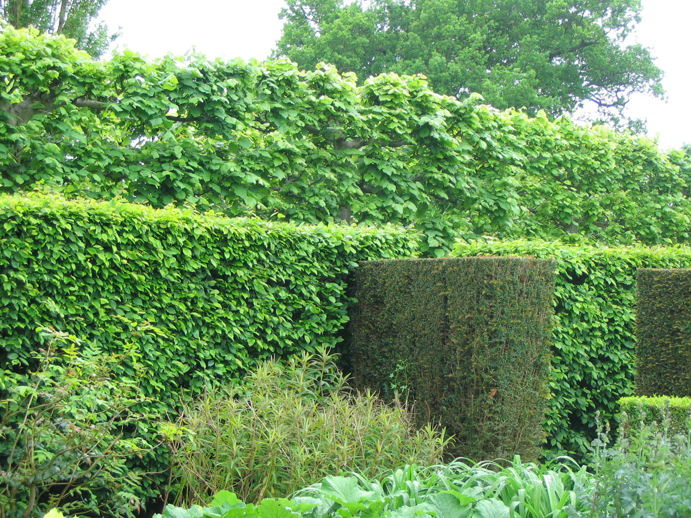 Живая изгородь