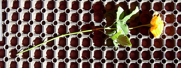 Ослеплённая солнцем