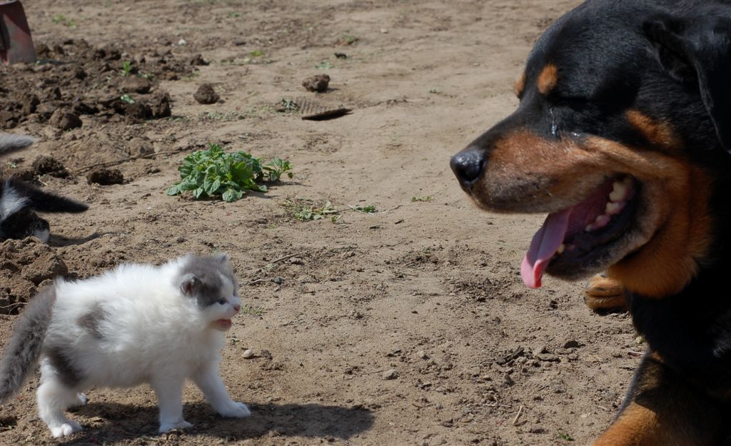 Большой и ужасный :)