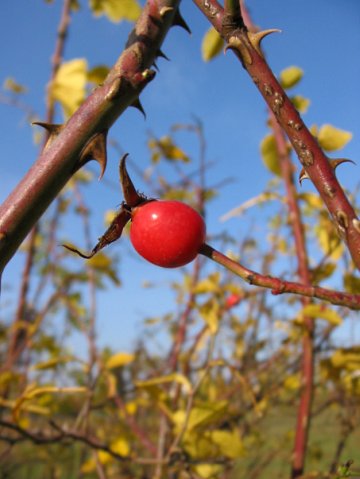 Шиповник созрел
