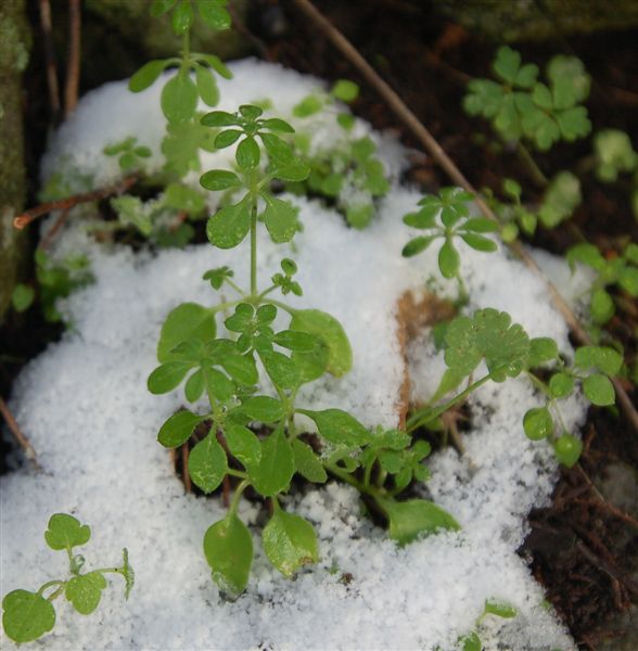 Первый снег. Утро :)
