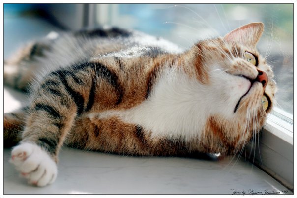 прикрепленный файл