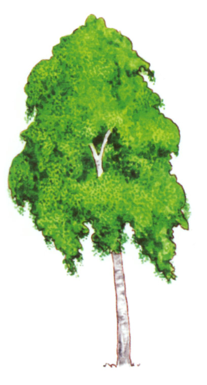 акварель "берёза"