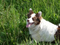 Уменьшенная копия