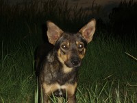 Уменьшенная копия