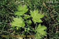 Уменьшенная копия