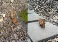 Уменьшенная копия