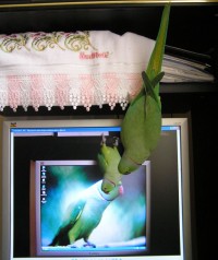 Уменьшенная копия