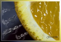 Уменьшенная копия