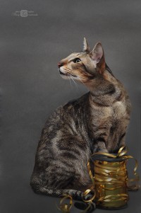 Уменьшенная копия