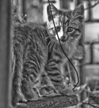 Уменьшенная копия