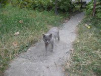 Уменьшенная копия