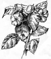 Уменьшенная копия