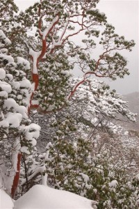 Уменьшенная копия