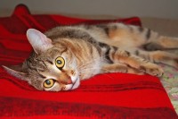 Уменьшенная копия