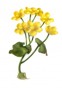 Уменьшенная копия