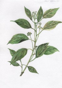 Уменьшенная копия